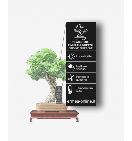 Vertical black tag with plant